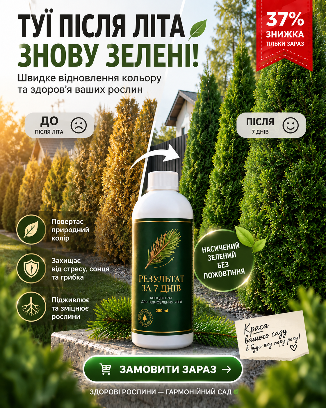 🌲 Після літа туї втратили свій насичений зелений колір?